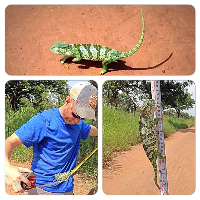 Rainbow the Chameleon