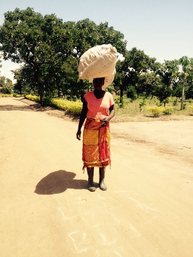 S carrying a bag full of bean stalks.