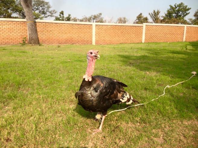 12289677_10103364763683471_7553721511048969383_n